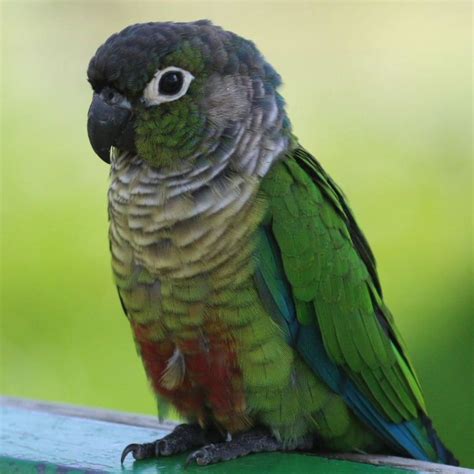 Green-cheeked Conure | Parrot pet, Pet birds, Parrot