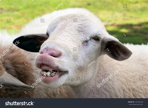 Funny Sheep Portrait, Head And Face Of Sheep Stock Photo 154748168 : Shutterstock