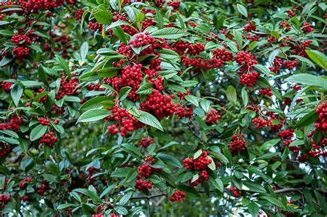 21 of the Best Cotoneaster Varieties | Gardener’s Path