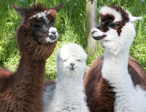 How To Care For An Alpaca Cria - Childs Play Alpaca