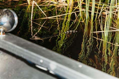 The Everglades: 1-Hour Airboat Night Tour | GetYourGuide