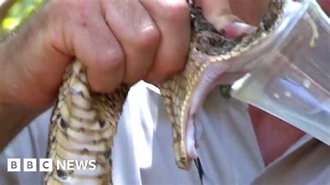 How to milk the venom from a snake - BBC News