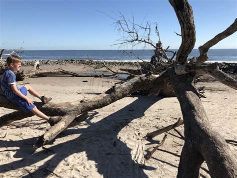 Driftwood Beach Jekyll Island, Georgia - everything you need to know