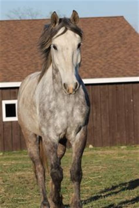 1000+ images about Nokota Horse on Pinterest | Horse breeds, Horses and ...