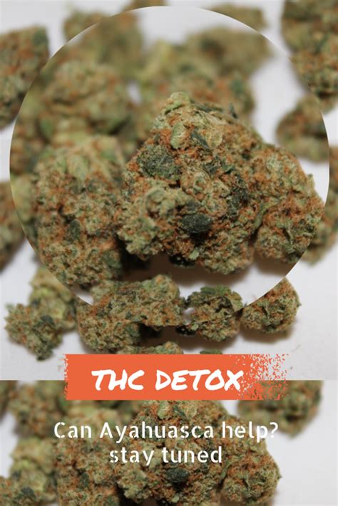 THC Detox - The Best Marijuana Cleanse Methods Reviewed