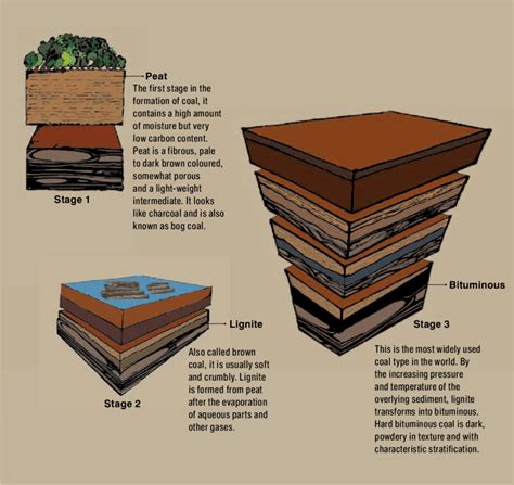 Different Stages of Coal Formation | Download Scientific Diagram