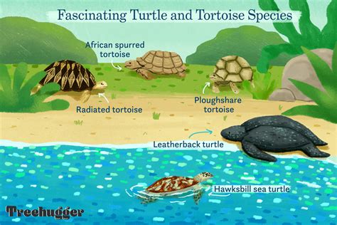 18 Weird and Wonderful Turtle and Tortoise Species