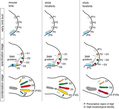 Science Magazine: Sign In | Human development, Science magazine ...