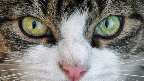 Types Of Cat Eye Discharge And What They Mean | Cloud 9 Vets