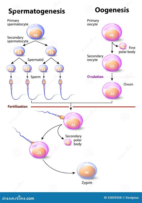 Spermatogenesis And Oogenesis Animation