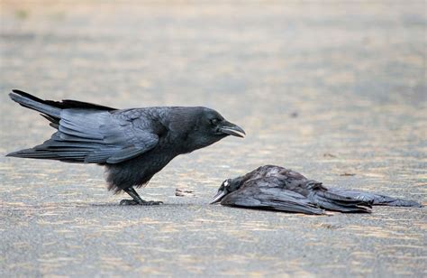 Think Crow Funerals Are Strange? Wait Until You See the Wake | Audubon