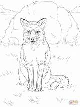Sitting Red Fox coloring page  Free Printable Coloring Pages sketch template