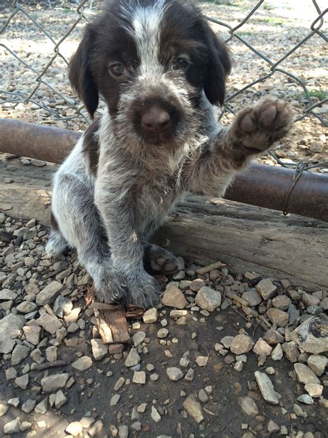 #wirehairedpointinggriffon #wpg #griffons 5 weeks old wirehaired pointing griffon puppy | Pet ...