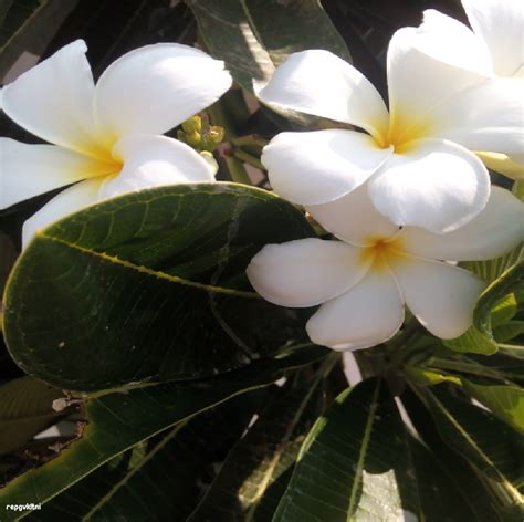 FLOWERS: PLUMERIA ALBA FLOWER - ஈழத்தலரி பூ