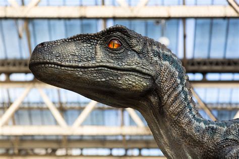 'Jurassic Park' was wrong: Study suggests raptors didn't hunt in packs - Science in the News