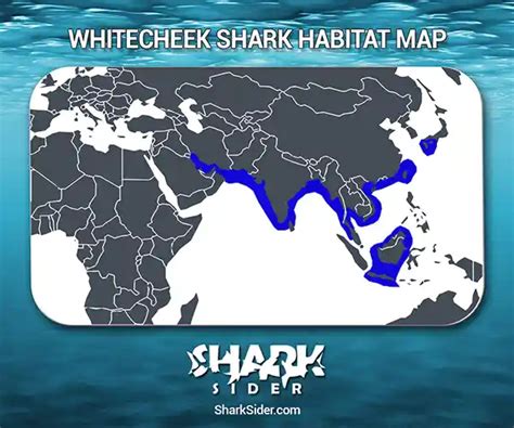 Whitecheek Shark – Facts, Size, Behavior, Diet, Pictures