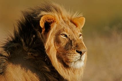 Lion Facts for Kids | African Animals | Big Cats