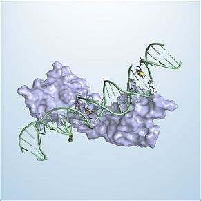 Protein and DNA Biophysics – Saxenalab