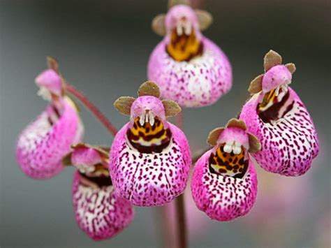 Calceolaria cana (Pocketbook Plant) - World of Flowering Plants