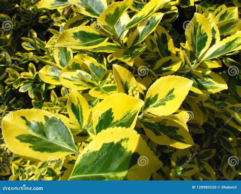 Euonymus, Close-up of a Branch with Green-yellow Leaves, Popular ...