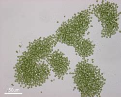 Cyanobacterial toxins – Toxinology.no