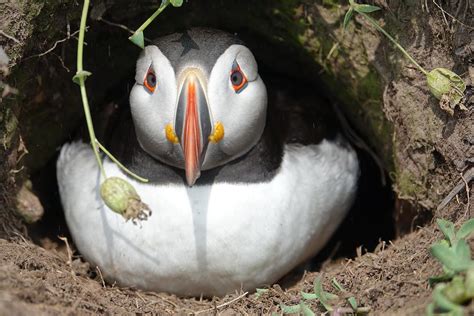 Puffin in its burrow Photograph by Mark Harrison - Pixels