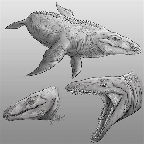 Mosasaurus sketches by alledraws on DeviantArt