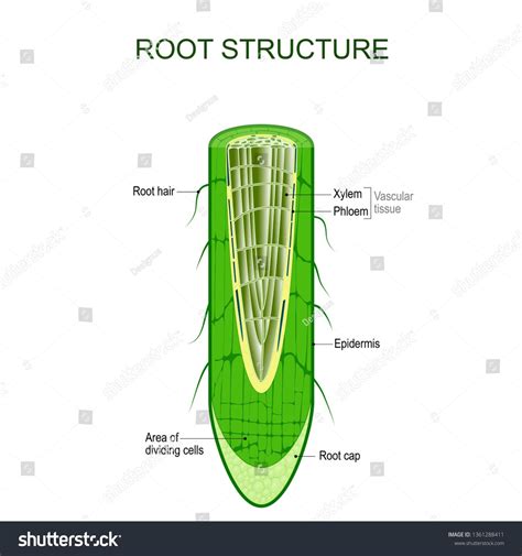 Structure Of A Root Hair Cell Diagram B2.1 – Cell Structur