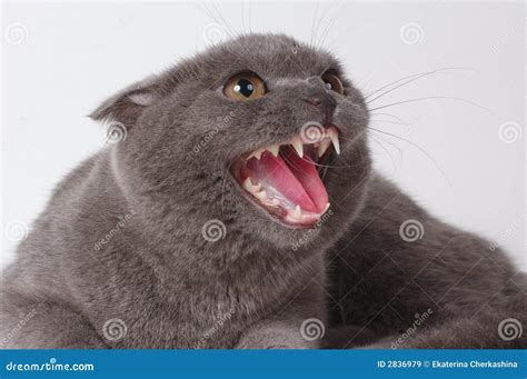 The Frightened Cat Royalty Free Stock Images - Image: 2836979