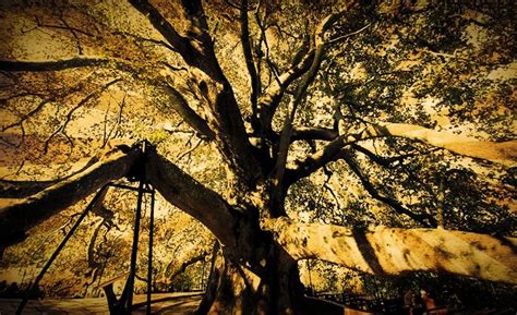 Inkaya Historical Sycamore Tree (Bursa Inkaya Tree) - Best VIP Transfer