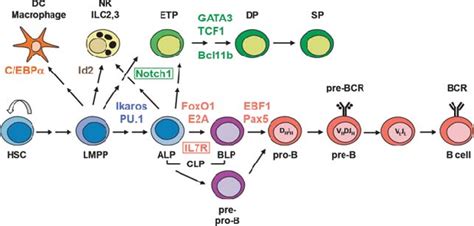 Schematic view of major stages of lymphopoiesis. Cells of the early... | Download Scientific Diagram