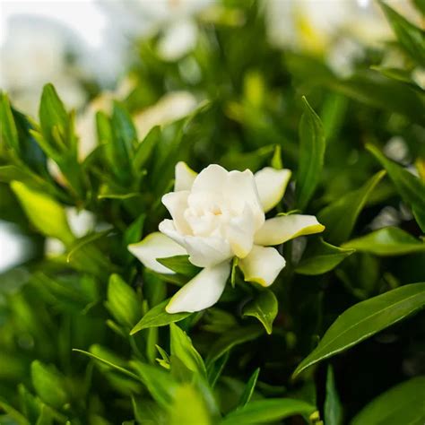 Frost Proof Gardenia For Sale Online | The Tree Center