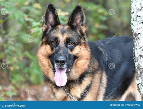 German Shepherd K9 Police Dog Stock Image - Image of bulldog, female ...