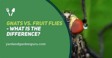 Gnats Vs. Fruit Flies - What is the Difference?