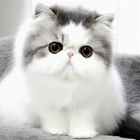 Teacup Tabby Persian Kittens – Pet Picture Gallery | Cute Baby Cats ...