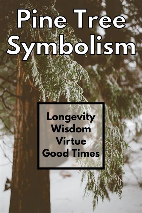 Pine Tree Meaning and Symbolism (Wisdom and Virtue)