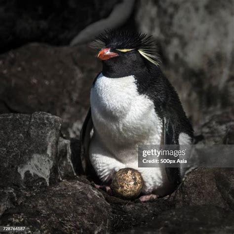 189 Macaroni Penguins Antarctica Stock Photos, High-Res Pictures, and ...