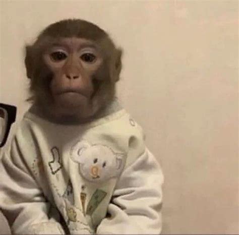 Monyet aesthetic sat😭💔 | Foto de macaco, Meme de cachorro, Macacos engraçados