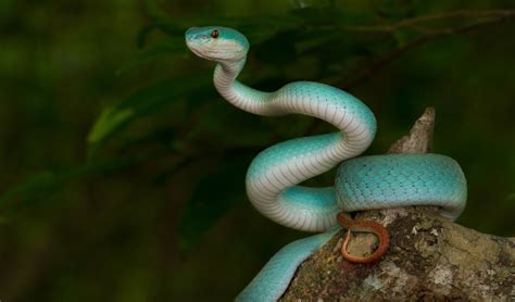 Beware the impossibly beautiful blue viper – Australian Geographic – Tasmanian Bibliophile @Large