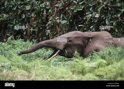 Forest Elephant (Loxodonta cyclotis), Loango National Park. Gabon Stock Photo - Alamy