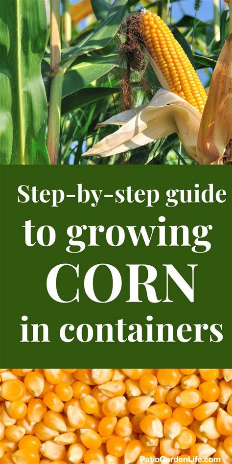 Growing Corn in Containers: A Step-by-Step Guide