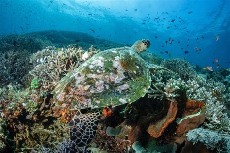 Marine Wildlife to See When Snorkeling in Komodo National Park - Westhighlandlodge