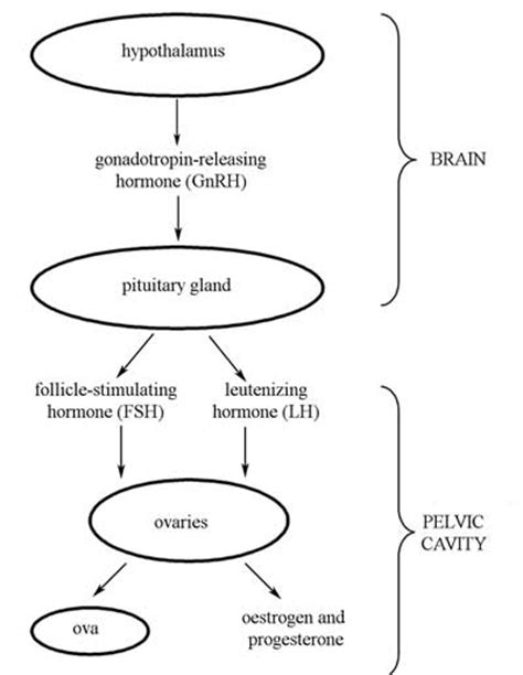 Menstrual Cycle Hormones Flow Chart