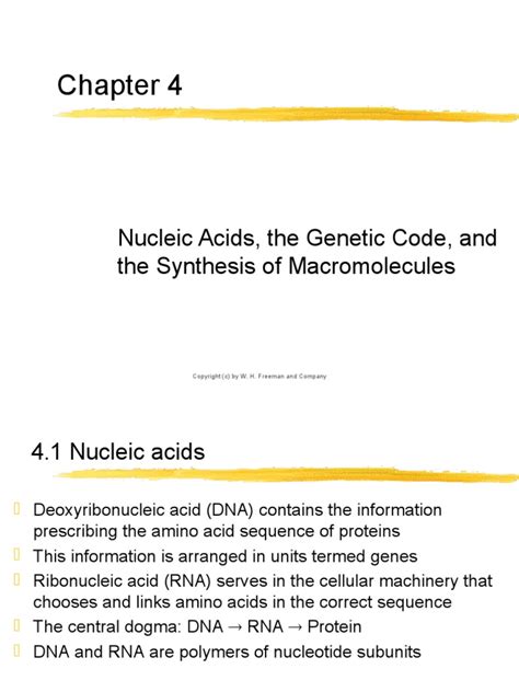 chapter04 Nucleic acids, the genetic code, and macromolecule | PDF | Translation (Biology) | Dna