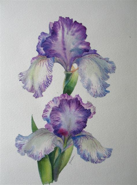 Nel's Everyday Painting: Striated Iris Watercolor - SOLD