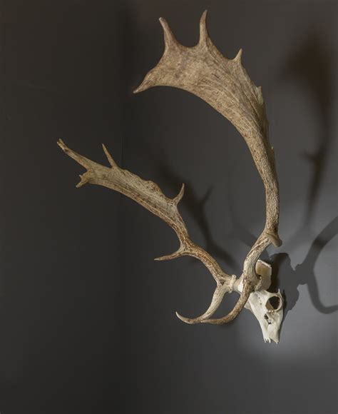 Fallow Deer Antlers | Antlers Horns and Skulls