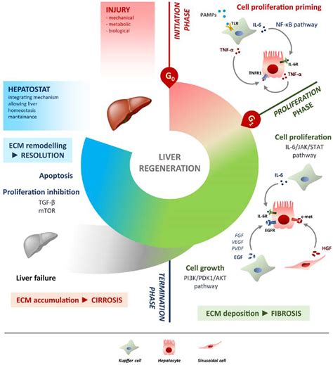 Liver Organ Regeneration