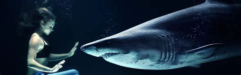 All You Want To Know About Bull Sharks, But Are too Afraid To Ask