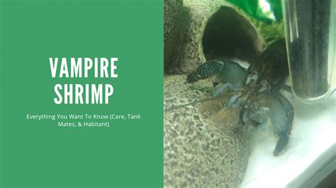 Vampire Shrimp Care Guide: Essential Tips For Success - AquariumStoreDepot