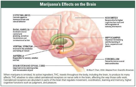 What Drugs Impact The Brain’s Cannabinoid Receptors » CBD Oil New Daily